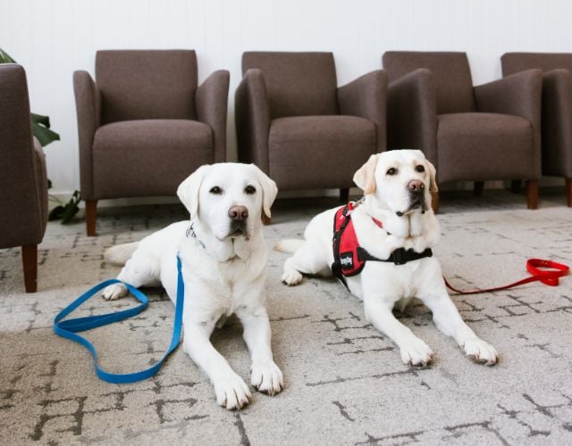 Meet Dogtor Bruce – Our Therapy Dog In Warragul, Gippsland In Dentélle By Wdc